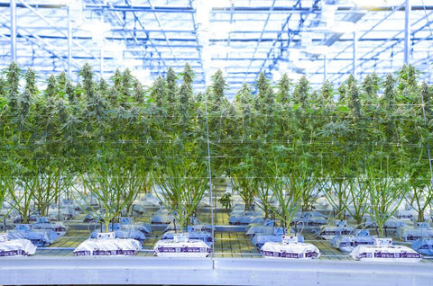 Mother Plants: Celebrating the Nurturers of the Cannabis World This Mother's Day