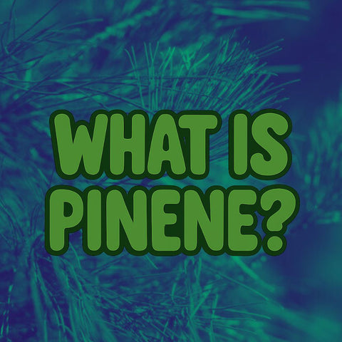 What is Pinene? Cannabis Terpene Guide