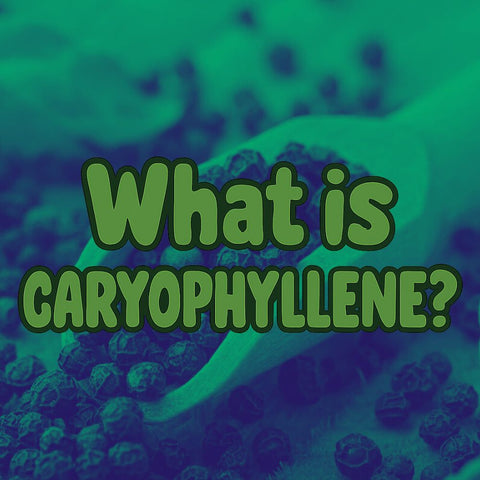 What is Caryophyllene? Cannabis Terpene Guide