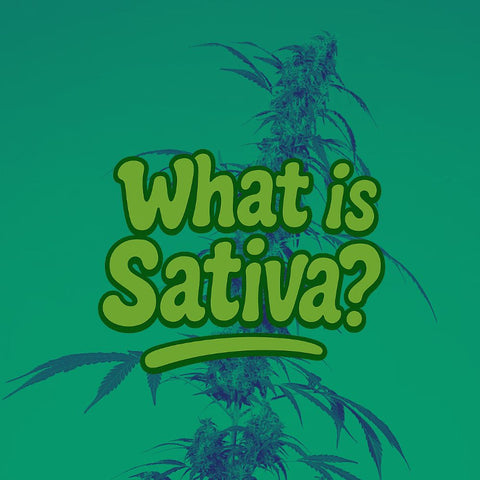 What is Sativa? Cannabis Guide