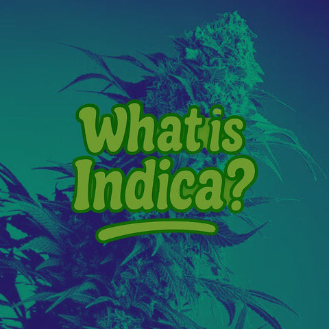 What is Indica? Cannabis Guide