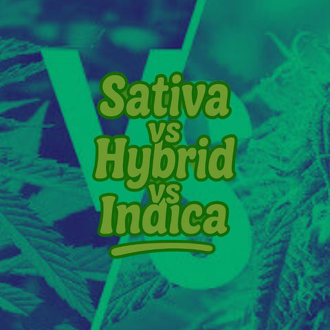 Sativa vs Hybrid vs Indica | Cannabis Guide