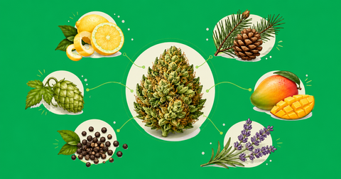 What Are Terpenes? A Beginner's Guide