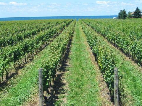 Visiting Niagara-on-the-Lake Wine Country? Your Cannabis Stop on the Way