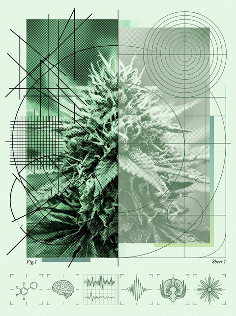 What Weed Doesn’t Make You Paranoid?