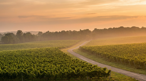 Golden-hour view of Niagara wine country vineyards with a country road curving between the vines near St. Catharines