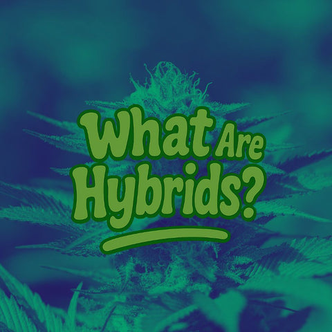 What are Hybrids? Cannabis Guide