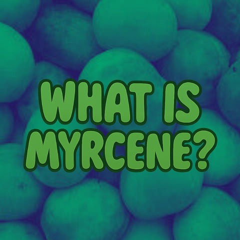 What is Myrcene? Cannabis Terpene Guide