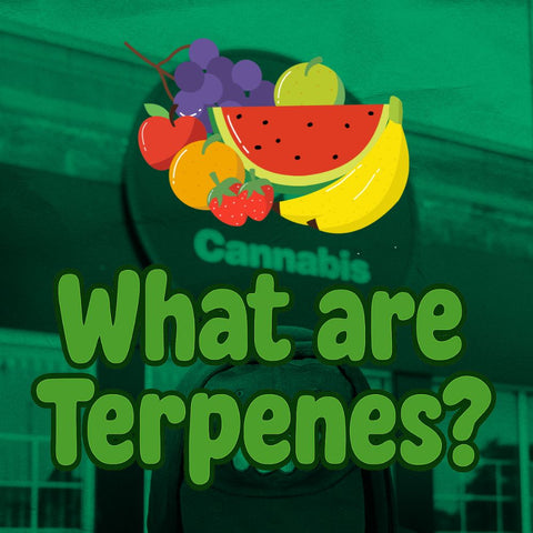 What Are Terpenes? What They Are and What They Do for Your High